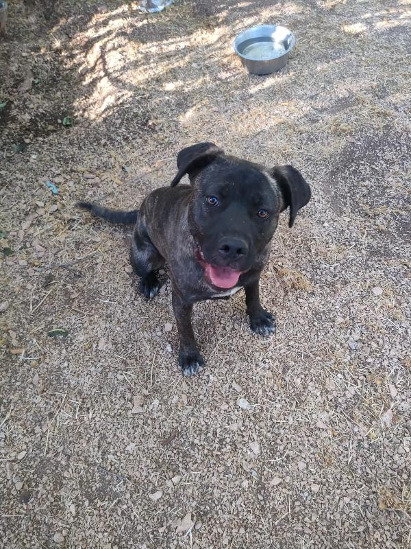 🐾💛“Reina, Due Anni Di Attesa Dietro Le Sbarre: Donale La Vita Che Merita”🐾💛💕🧑🏻‍🧑🏻‍🧒🏻